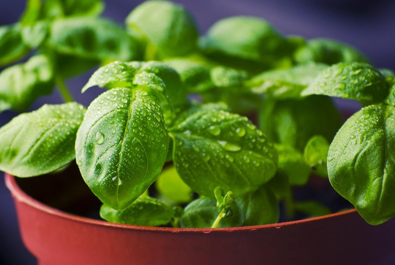 Culinary Mix Ingredients